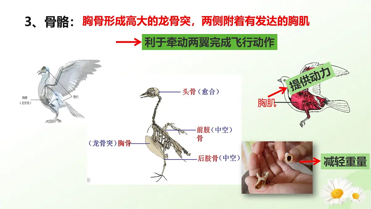 2025年冀少版七年级生物上册 2.1.4 脊椎动物（三、鸟类）（课件）第6页