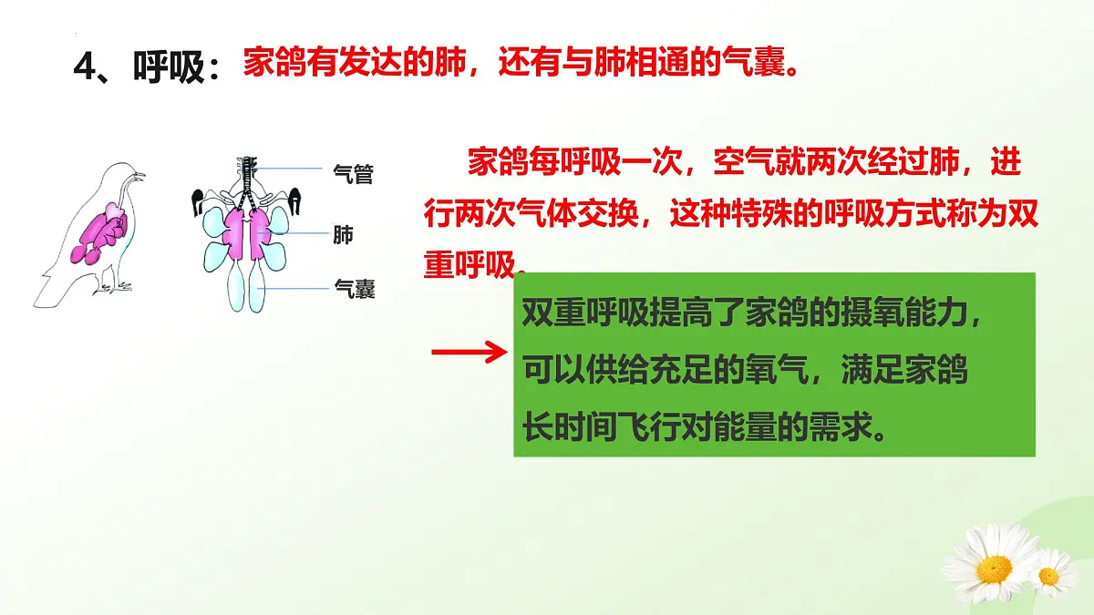 2025年冀少版七年级生物上册 2.1.4 脊椎动物（三、鸟类）（课件）第7页