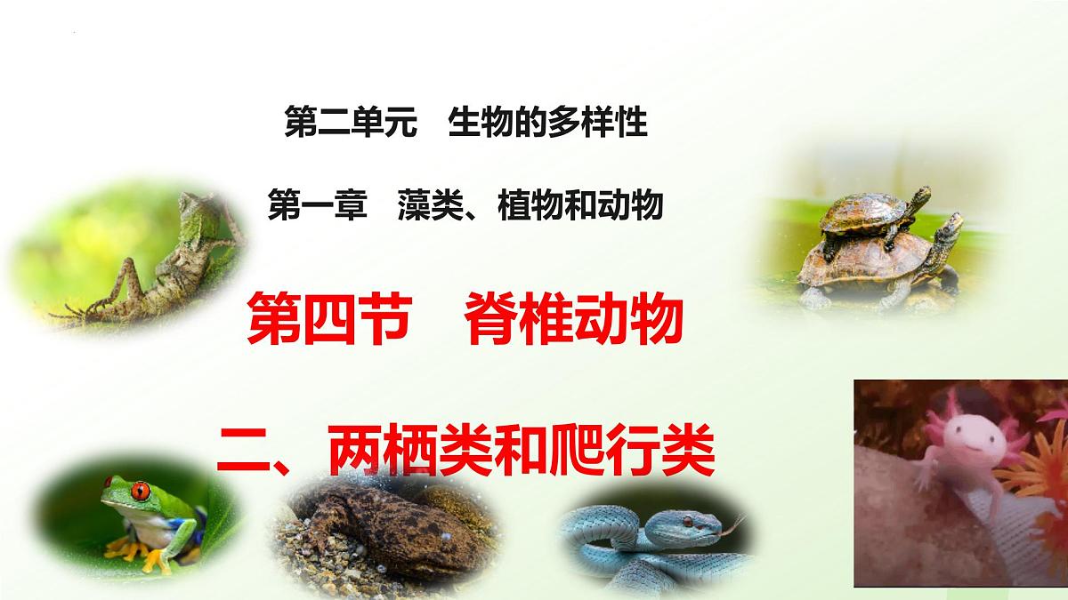 2025年冀少版七年级生物上册 2.1.4 脊椎动物（二、两栖类和爬行类）（课件）第1页