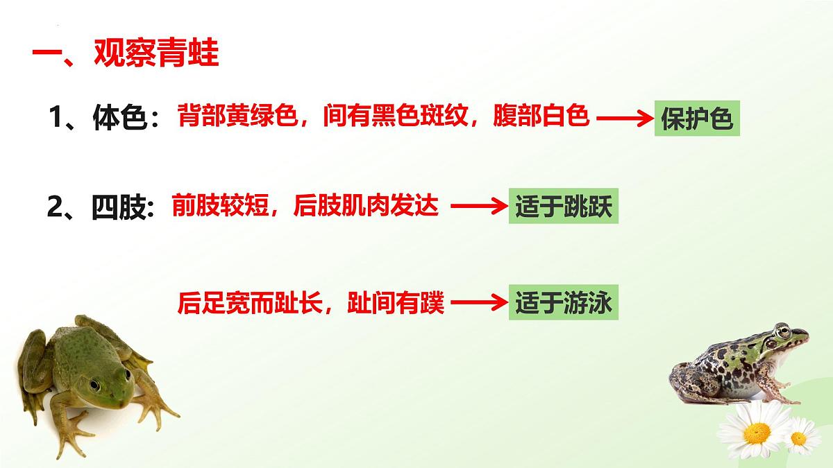 2025年冀少版七年级生物上册 2.1.4 脊椎动物（二、两栖类和爬行类）（课件）第6页
