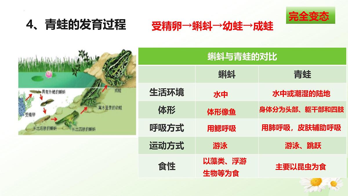 2025年冀少版七年级生物上册 2.1.4 脊椎动物（二、两栖类和爬行类）（课件）第8页
