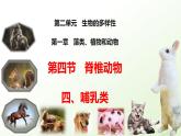 2025年冀少版七年級(jí)生物上冊(cè) 2.1.4  脊椎動(dòng)物（四、哺乳類）（課件）