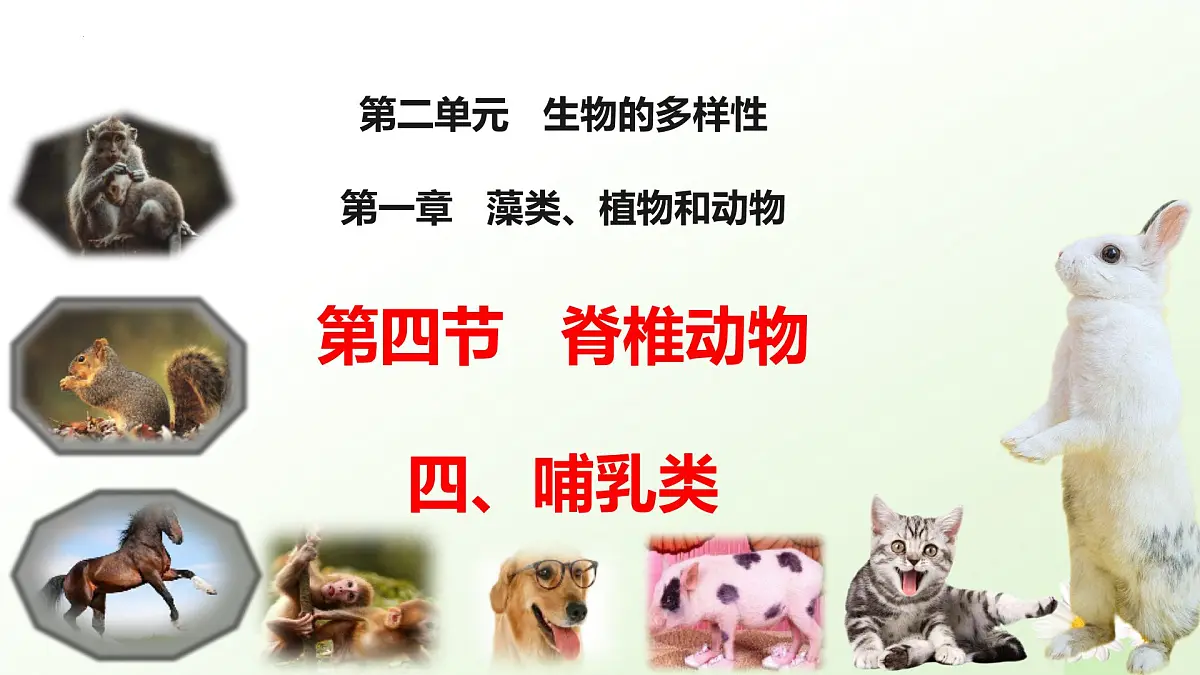 2025年冀少版七年级生物上册 2.1.4 脊椎动物（四、哺乳类）（课件）第1页