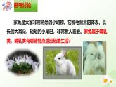 2025年冀少版七年級(jí)生物上冊(cè) 2.1.4  脊椎動(dòng)物（四、哺乳類）（課件）