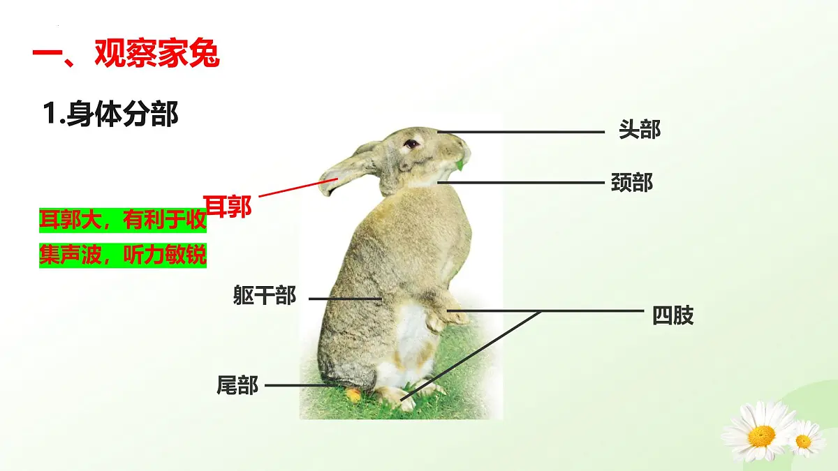2025年冀少版七年级生物上册 2.1.4 脊椎动物（四、哺乳类）（课件）第5页