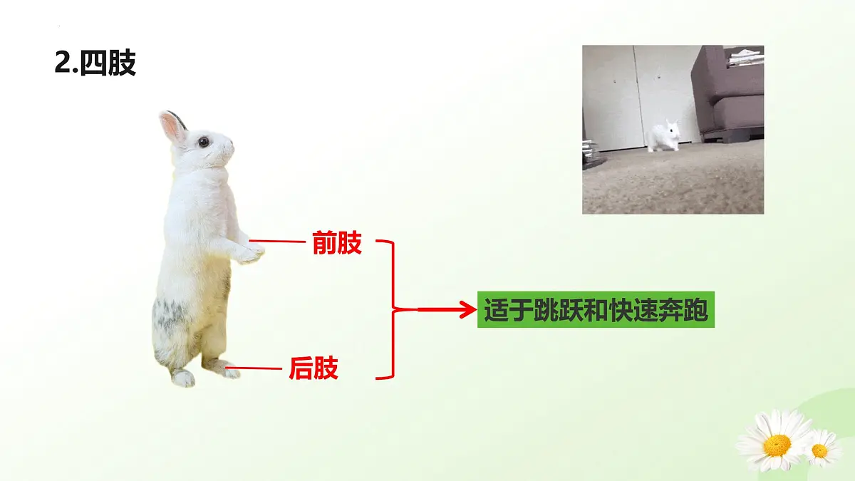 2025年冀少版七年级生物上册 2.1.4 脊椎动物（四、哺乳类）（课件）第6页