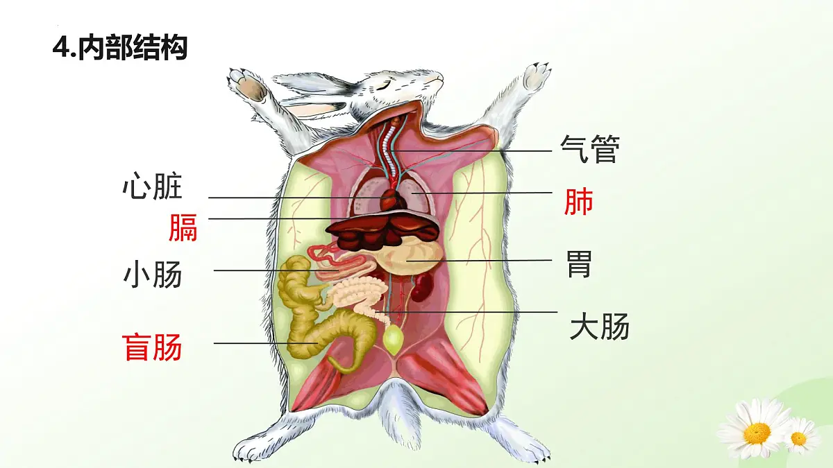 2025年冀少版七年级生物上册 2.1.4 脊椎动物（四、哺乳类）（课件）第8页