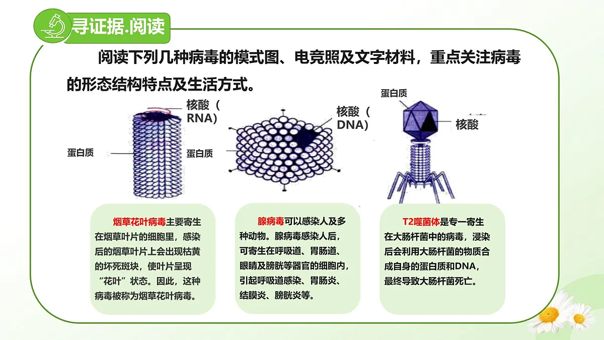 2025年冀少版七年级生物上册 2.2.1 病毒（课件）第6页