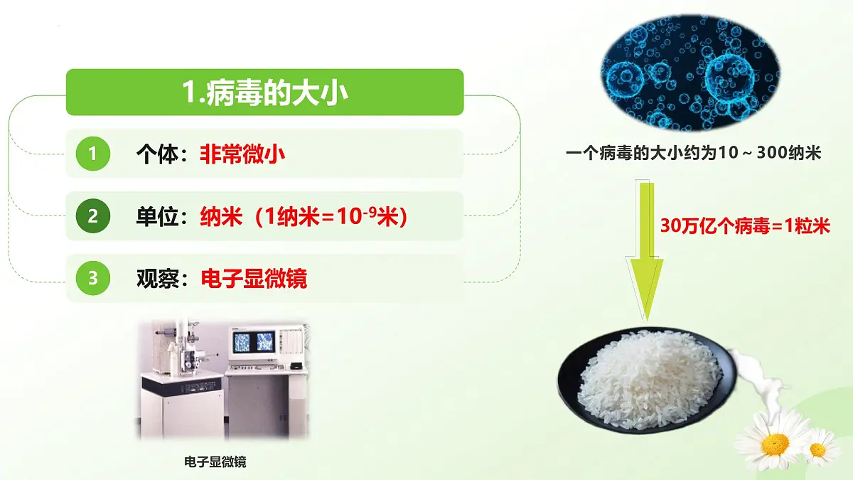 2025年冀少版七年级生物上册 2.2.1 病毒（课件）第8页
