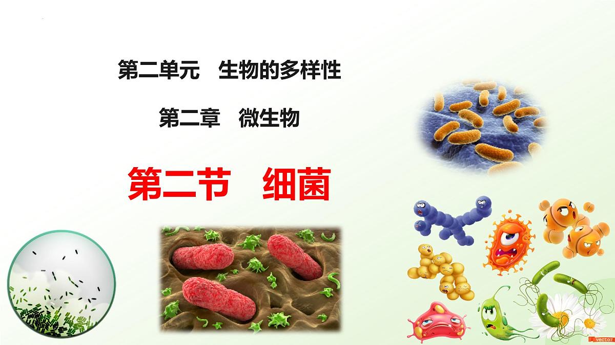 2025年冀少版七年级生物上册 2.2.2 细菌（课件）第1页
