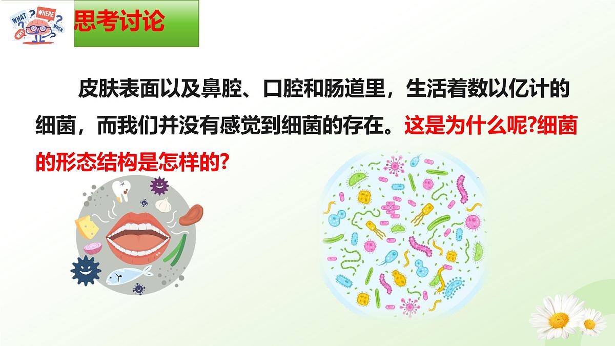 2025年冀少版七年级生物上册 2.2.2 细菌（课件）第2页