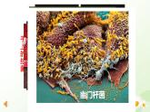 2025年冀少版七年級(jí)生物上冊(cè) 2.2.2 細(xì)菌（課件）