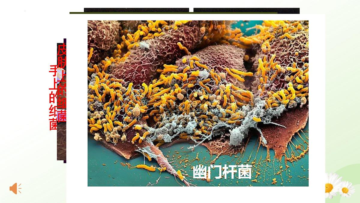 2025年冀少版七年级生物上册 2.2.2 细菌（课件）第5页