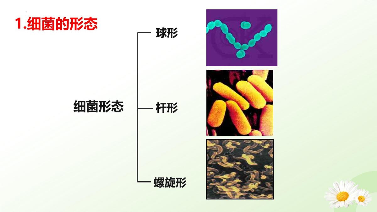 2025年冀少版七年级生物上册 2.2.2 细菌（课件）第6页