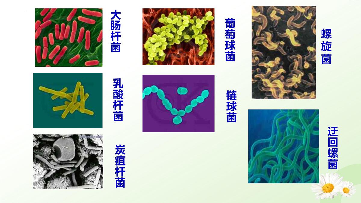 2025年冀少版七年级生物上册 2.2.2 细菌（课件）第7页
