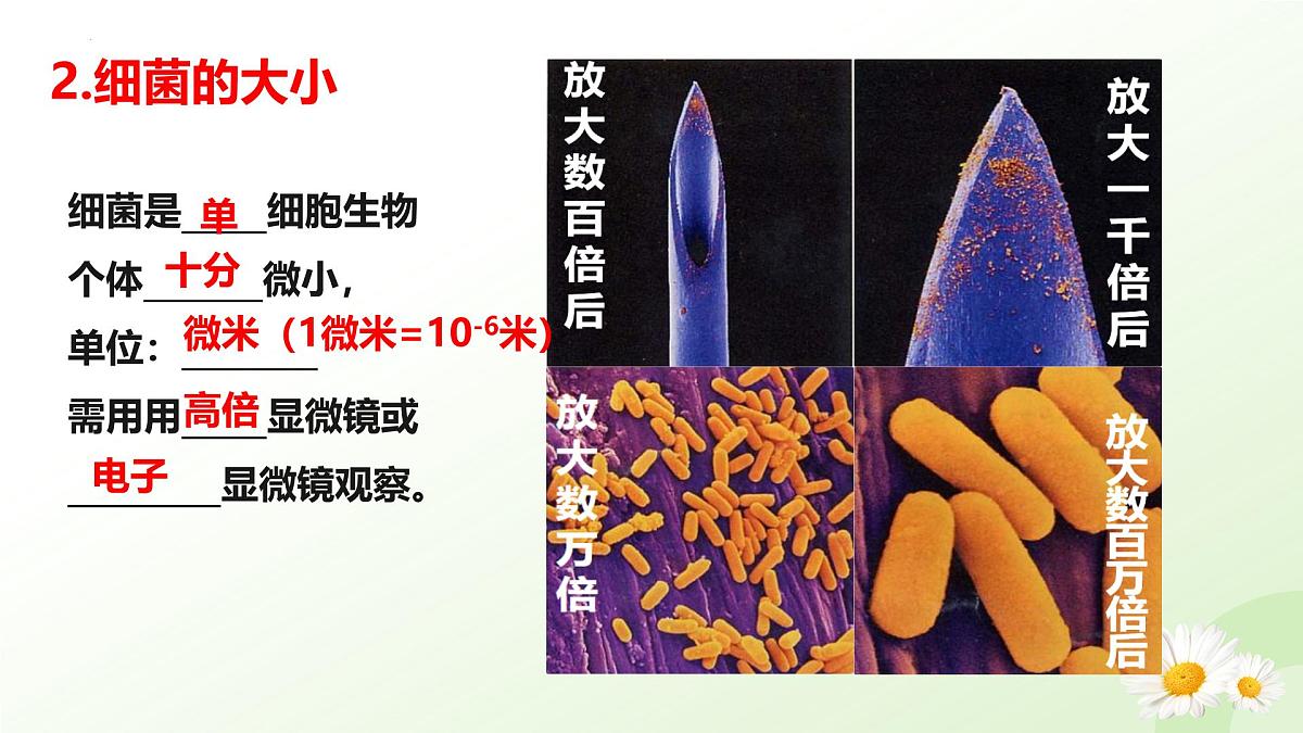 2025年冀少版七年级生物上册 2.2.2 细菌（课件）第8页