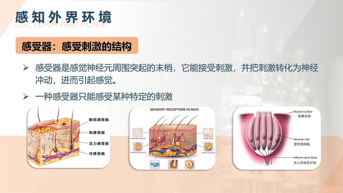 第六章第一节《人体生命活动的调节》第一课时（课件）2025-2026学年人教版八年级生物上册第7页