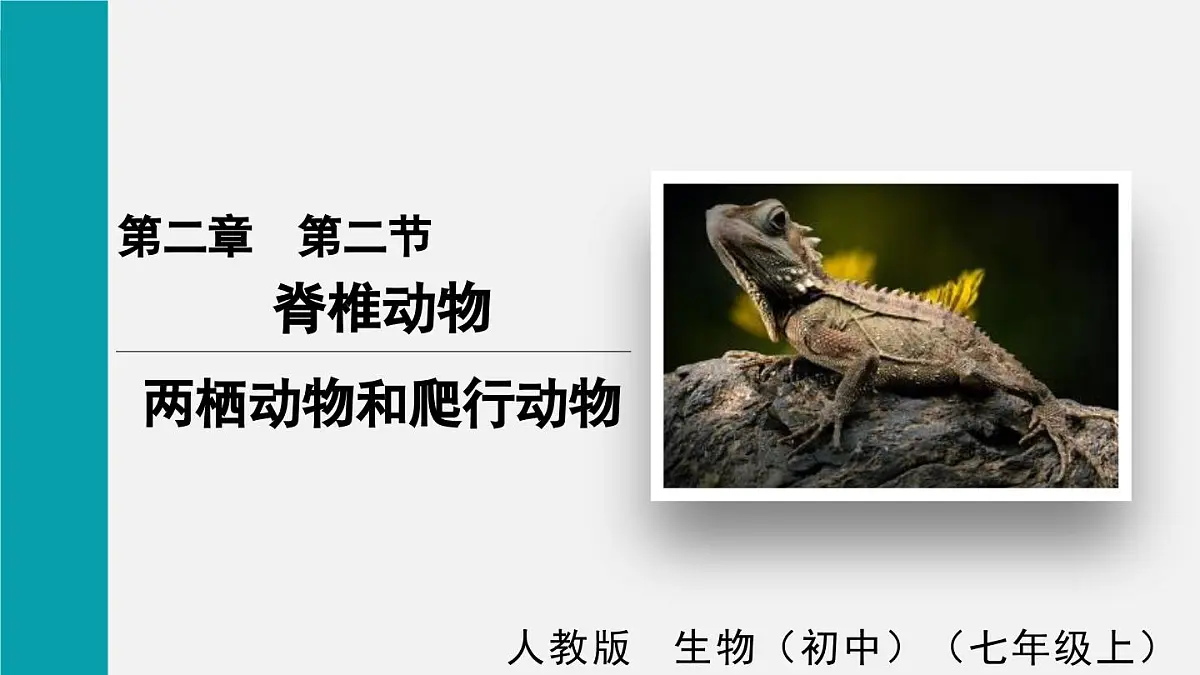 二 两栖动物和爬行动物（课件）2025年人教版七年级生物上册第1页