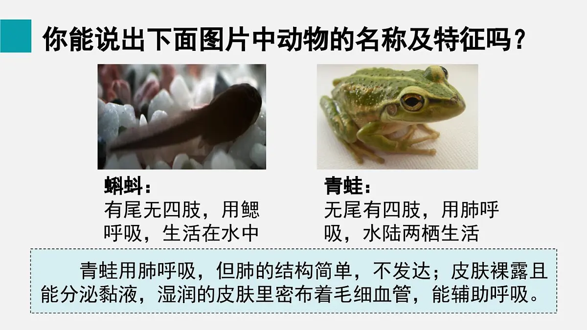 二 两栖动物和爬行动物（课件）2025年人教版七年级生物上册第3页