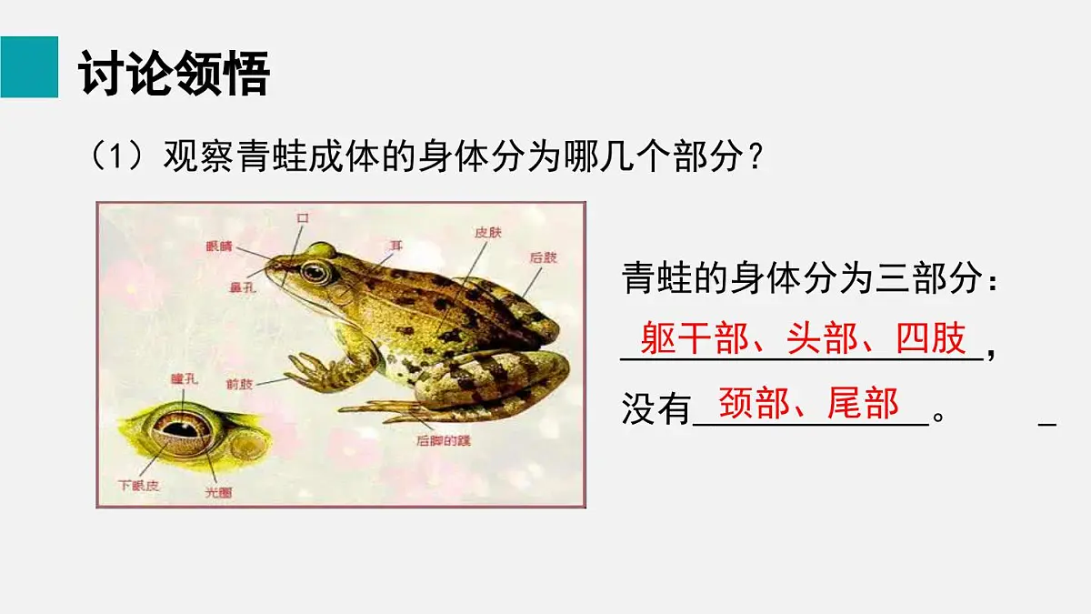 二 两栖动物和爬行动物（课件）2025年人教版七年级生物上册第4页