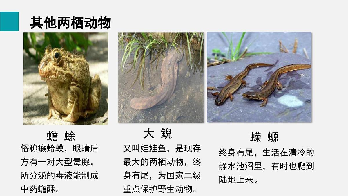 二 两栖动物和爬行动物（课件）2025年人教版七年级生物上册第8页