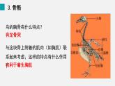 三 鸟和哺乳动物（课件）2025年人教版七年级生物上册