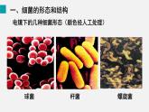 第二节 细菌（课件）2025年人教版七年级生物上册