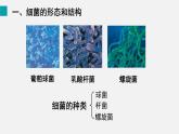 第二节 细菌（课件）2025年人教版七年级生物上册