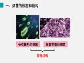 第二节 细菌（课件）2025年人教版七年级生物上册