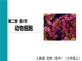 2025年秋新人教版七年级生物上册 1.2.3动物细胞（课件）