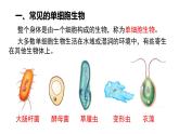 2025年秋新人教版七年级生物上册 1.3.4单细胞生物（课件）