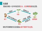 2025年北師大七年級(jí)生物上冊 第1節(jié)  種子萌發(fā)形成幼苗（課件）