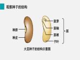 2025年北師大七年級(jí)生物上冊 第1節(jié)  種子萌發(fā)形成幼苗（課件）