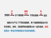 2025年北師大七年級(jí)生物上冊 第2節(jié)  細(xì)胞分化形成組織（課件）