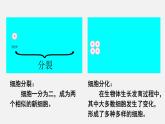 2025年北師大七年級(jí)生物上冊 第2節(jié)  細(xì)胞分化形成組織（課件）