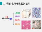 2025年北師大七年級(jí)生物上冊 第2節(jié)  細(xì)胞分化形成組織（課件）
