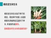 2025年北師大七年級(jí)生物上冊(cè) 第2節(jié)  營(yíng)養(yǎng)器官的生長(zhǎng)（課件）