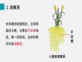 2025年北師大七年級(jí)生物上冊(cè) 第2節(jié)  營(yíng)養(yǎng)器官的生長(zhǎng)（課件）