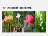 2025年北師大七年級生物上冊 第3節(jié)  生殖器官的生長（課件）