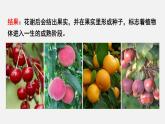 2025年北師大七年級生物上冊 第3節(jié)  生殖器官的生長（課件）
