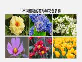 2025年北師大七年級生物上冊 第3節(jié)  生殖器官的生長（課件）