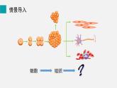2025年北師大七年級生物上冊 第3節(jié)  生物體的器官、系統(tǒng)（課件）