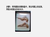 2025年北師大七年級生物上冊 第3節(jié)  生物體的器官、系統(tǒng)（課件）