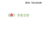 2025年蘇教版七年級(jí)生物上冊(cè) 第2節(jié) 脊椎動(dòng)物（課件）