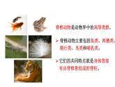 2025年蘇教版七年級(jí)生物上冊(cè) 第2節(jié) 脊椎動(dòng)物（課件）