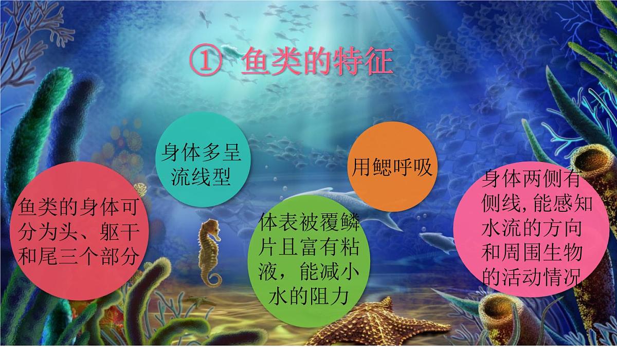 2025年苏教版七年级生物上册 第2节 脊椎动物（课件）第5页