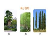 2025年蘇教版七年級生物上冊 第2節(jié) 種子植物（課件）