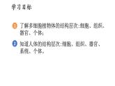 2025年蘇教版七年級(jí)生物上冊(cè) 第3節(jié) 多細(xì)胞生物體的組成（課件）