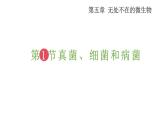 2025年蘇教版七年級生物上冊 第1節(jié) 真菌、細菌和病毒（課件）