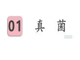 2025年蘇教版七年級生物上冊 第1節(jié) 真菌、細菌和病毒（課件）
